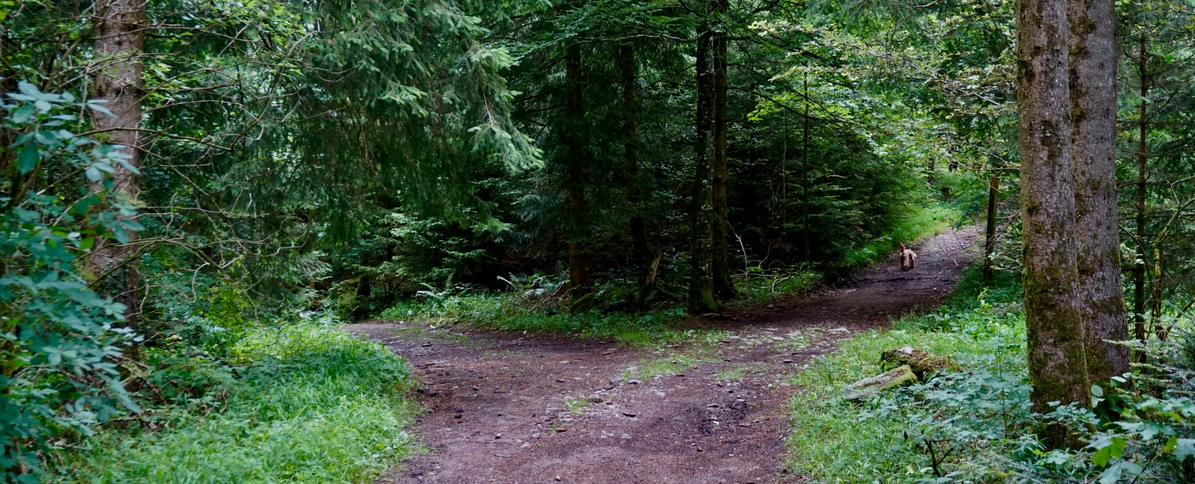 Forest path splitting into two directions.