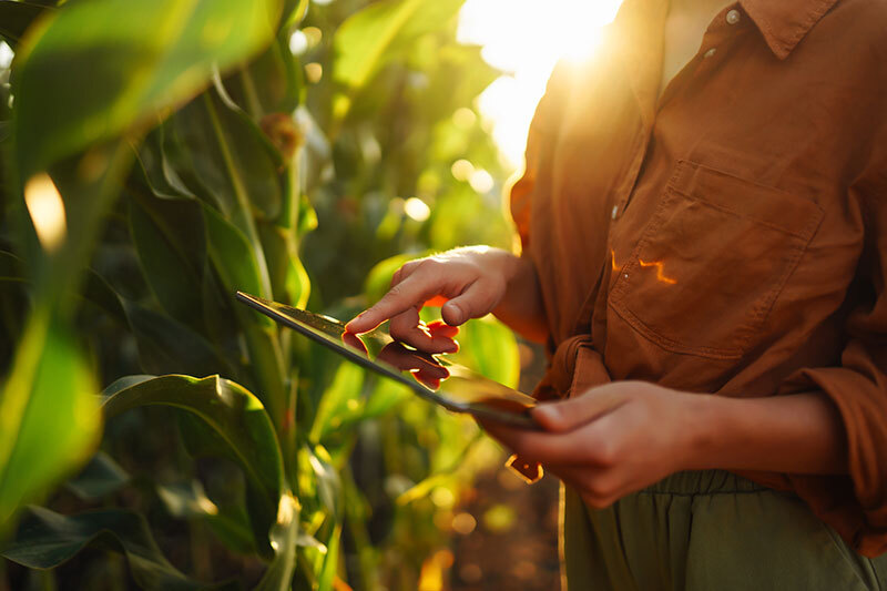 Person working on a tablet while in corn fields